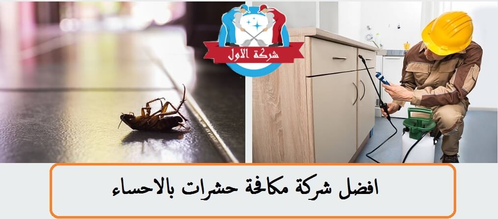 شركة مكافحة حشرات بالاحساء